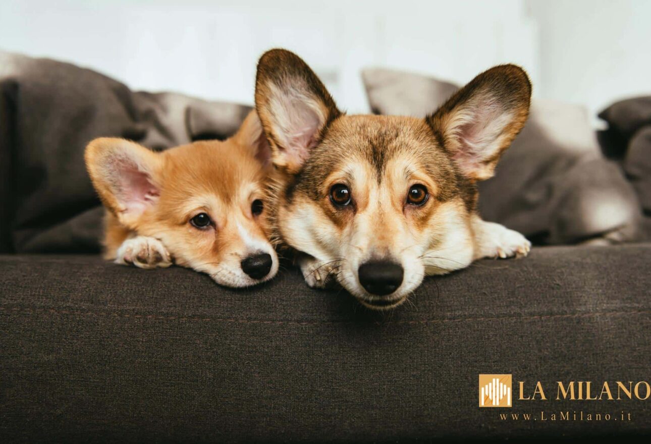 Movimentazione animali da compagnia: nuove regole UE su sicurezza e ID