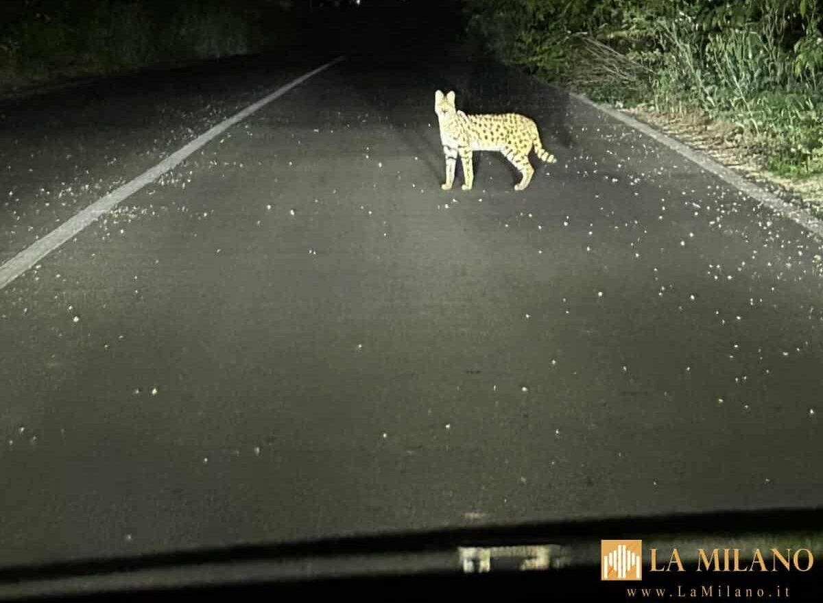 Garbagnate Milanese, trovato un servalo africano: indagano i Forestali Carabinieri