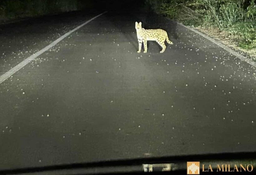 Garbagnate Milanese, trovato un servalo africano: indagano i Forestali Carabinieri