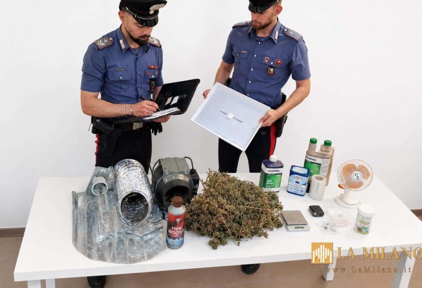 Passignano sul Trasimeno: serra di marijuana in casa, denunciato 37enne